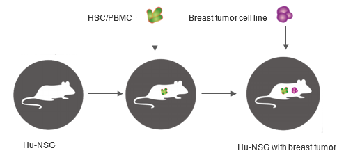 Hu-NOD/SCID/IL-2Rγnull PDX model development for breast cancer. (Creative Biolabs Original)
