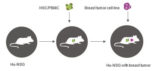 Establishment of Hu-NSG PDX model for breast cancer