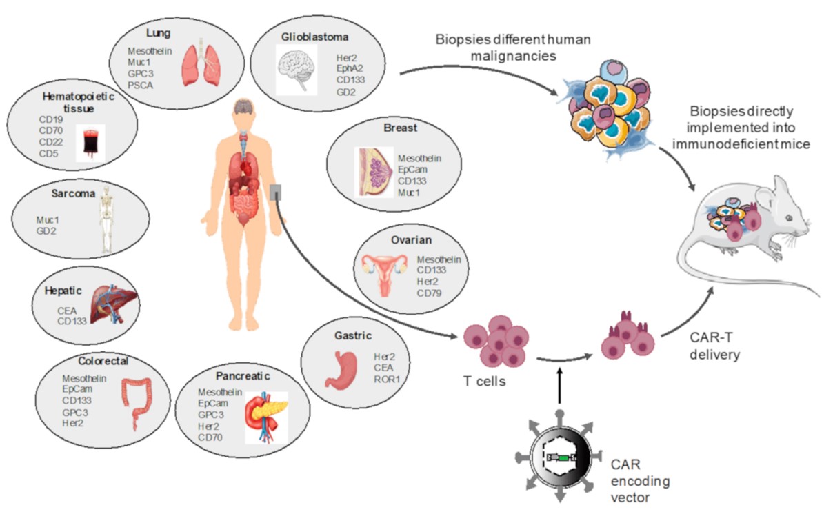Fig. 1 CAR T cell evaluation using patient-derived xenograft mice. (Mhaidly & Els, 2020)