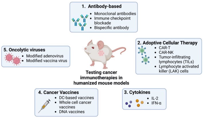 Fig. 2 Humanized mouse models are being used to evaluate current immunotherapies in cancer research. (Karnik, et al., 2023)