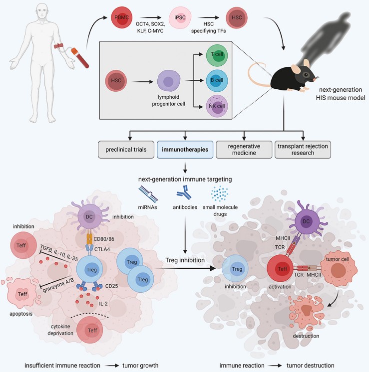 Fig. 1 Precise Treg-based cancer immunotherapies are developed using HIS mouse models. (Serr, et al., 2021)