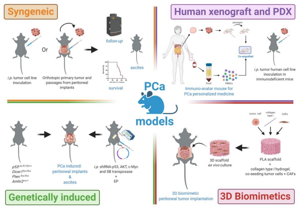 Fig. 2 Models of peritoneal carcinomatosis in mice. (Bella, et al., 2021)