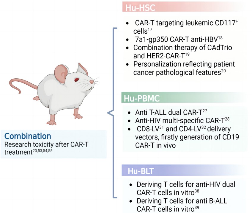 Fig. 1 The application of humanized mouse models in CART. (Yue & Lin, 2023)