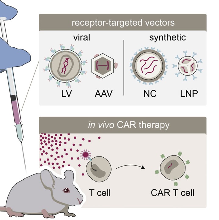 Fig. 2 Vector development and in vivo CAR therapy. (Michels, et al., 2022)