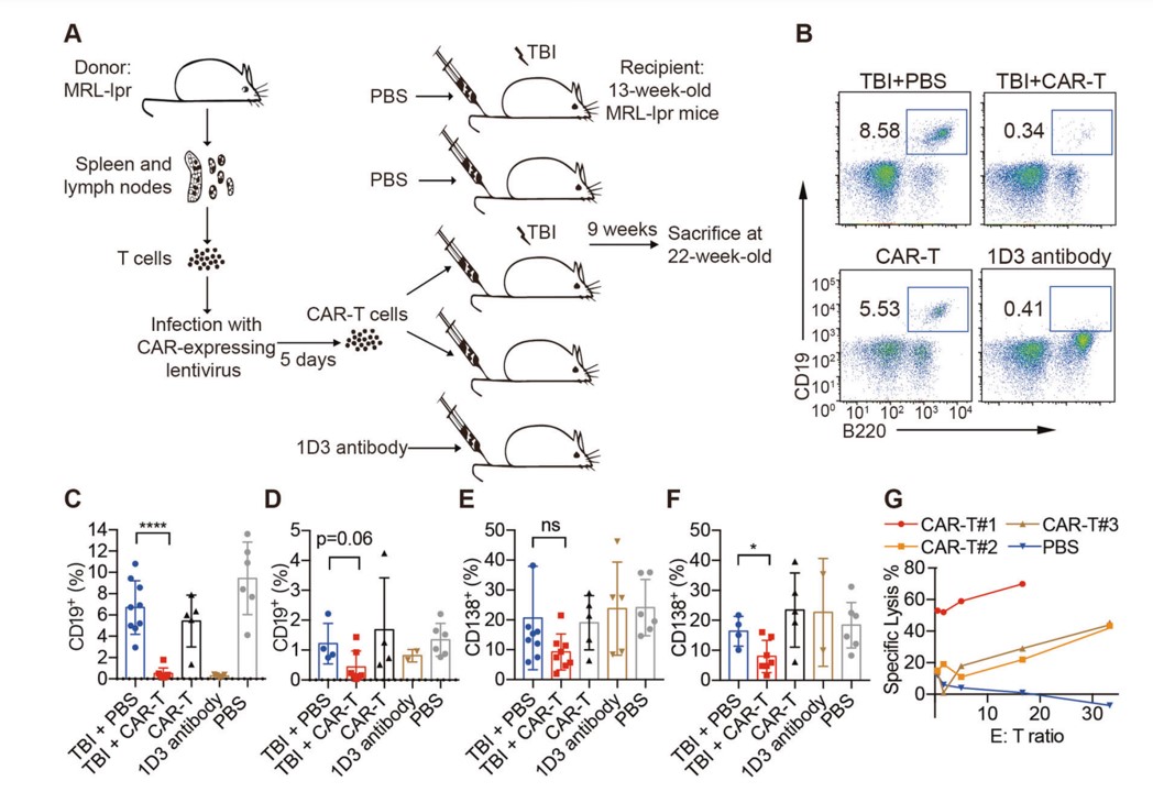 Fig. 3 The effectiveness of CAR-T cells in the mouse model of SLE. (Jin, et al., 2021)