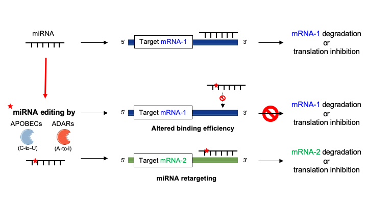 Fig.1 miRNA editing. (OA Literature)