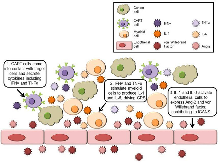 Key cellular and cytokine mechanisms underlying CRS and ICAN. (OA Literature)