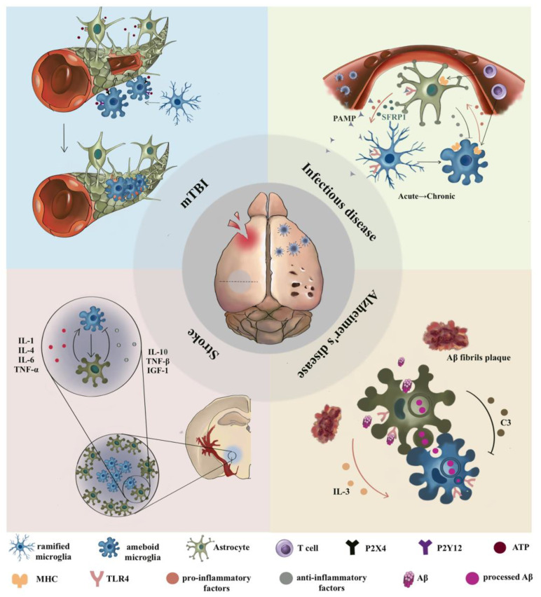 Fig.1 Microglia–astrocyte interplay in CNS regeneration and disease progression. (OA Literature)