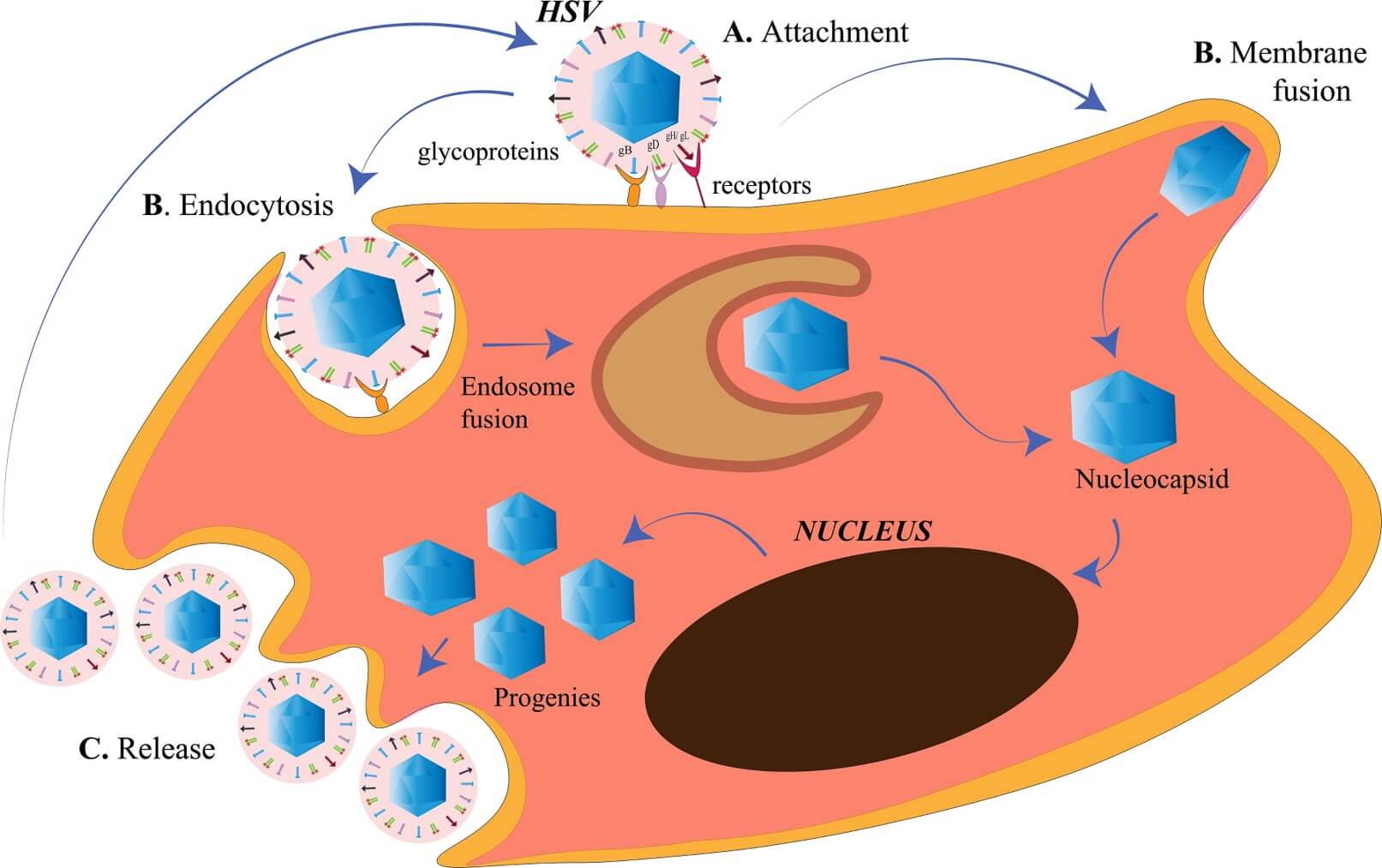 Fig.1 Herpes simplex virus (HSV) entry and release at the cell membrane. (OA Literature)