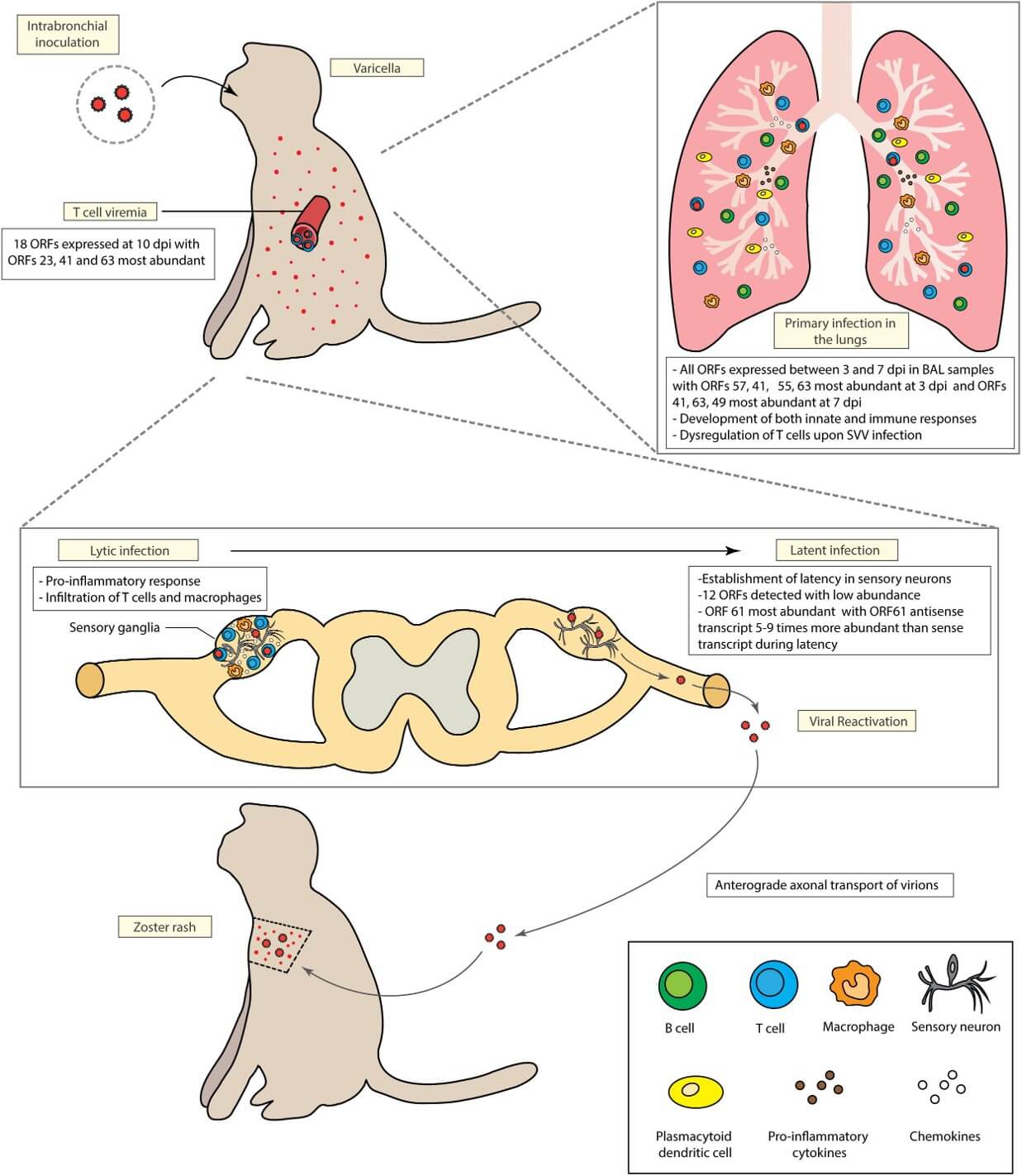 Fig.1 Model of Simian Varicella Virus (SVV) pathogenesis in rhesus macaques following intrabronchial inoculation. (OA Literature)