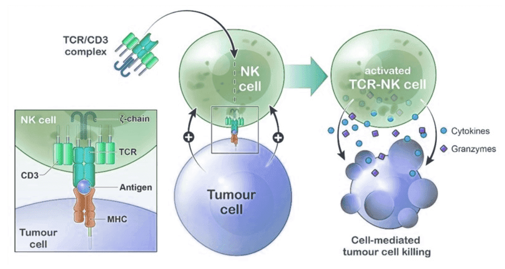 One-stop TCR-NK Therapy Development