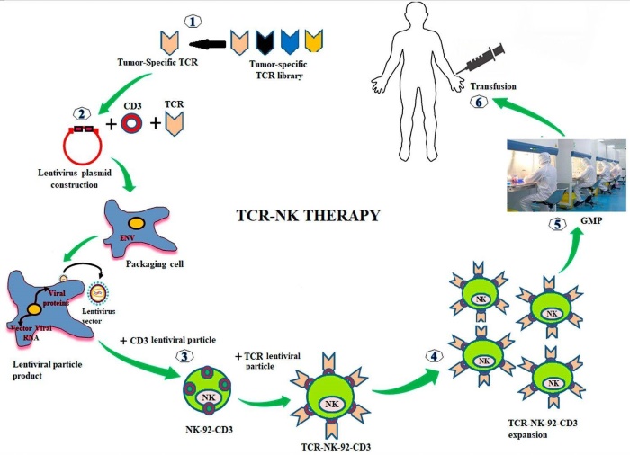 TCR-NK cell-based therapy.