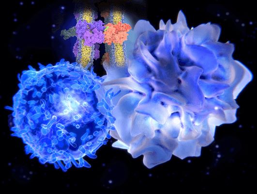 Fig.1 CAR-T cell. (Creative Biolabs Original)