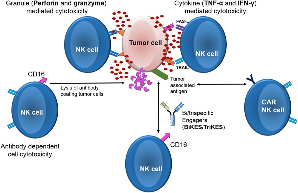 Mechanism of antibody dependent NK cell mediated cytotoxicity (ADCC)