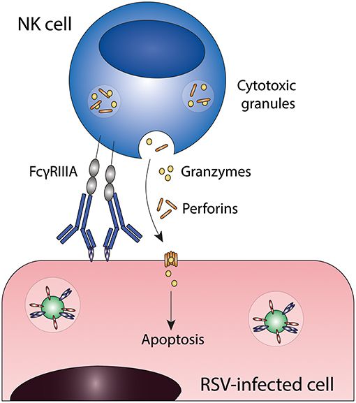 Fig.1 ADCC. (van Erp, et al., 2019)