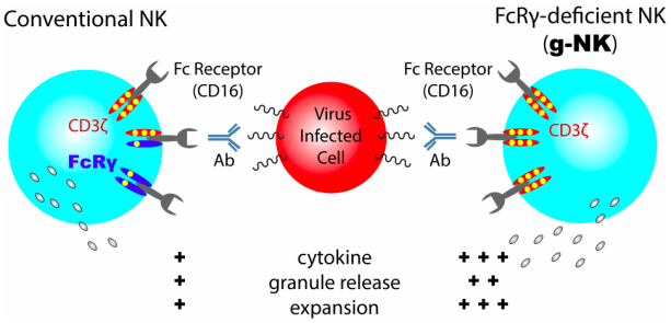 Schematic illustration of conventional NK and FcRg-deficient (g-NK) cells