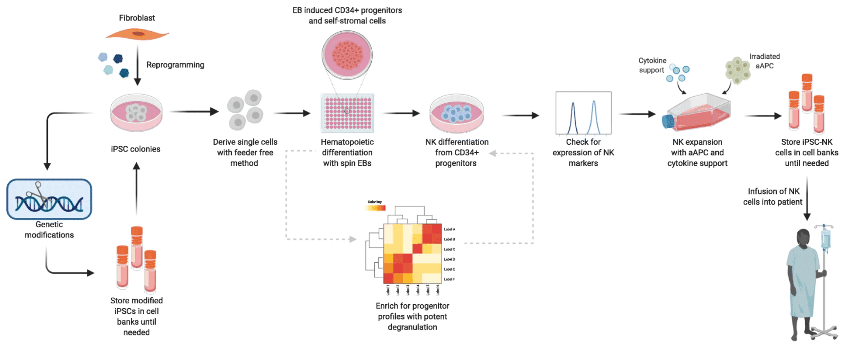The workflow of iPSC-NK cell production.