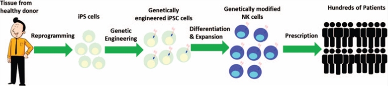 iPSC-NK cells manufacturing platform.