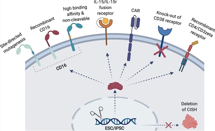 Genetic modification strategies for iPSC-NK cells can enhance NK cell therapy. (Shankar, et al., 2020)