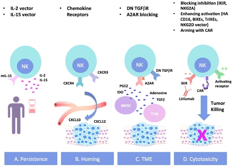 NK cell engineering strategies to enhance the effectiveness of CAR-NK cellular therapy.