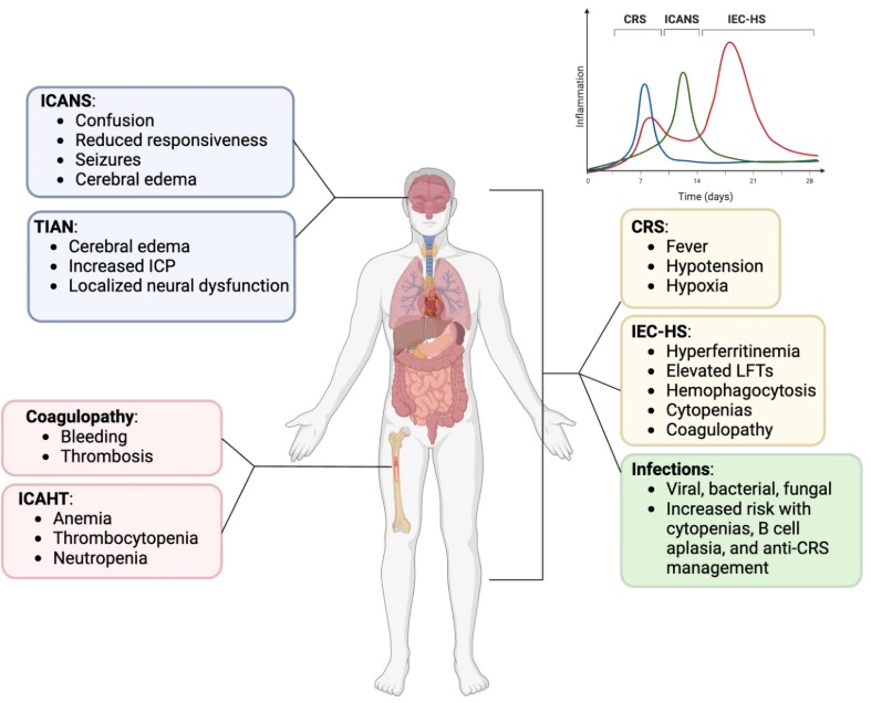 Fig.1 CART therapy toxicities. (OA Literature)