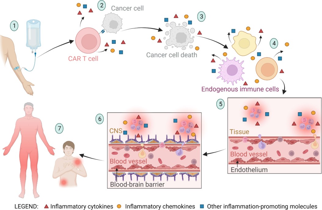 Fig.1 CRS and ICANS in CART therapy. (OA Literature)