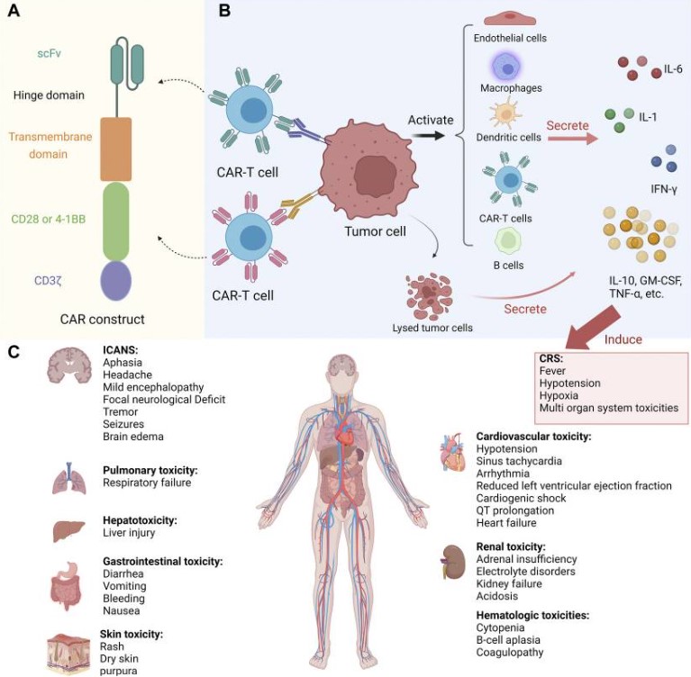 Fig.1 Toxicities in CAR-T therapy. (OA Literature)