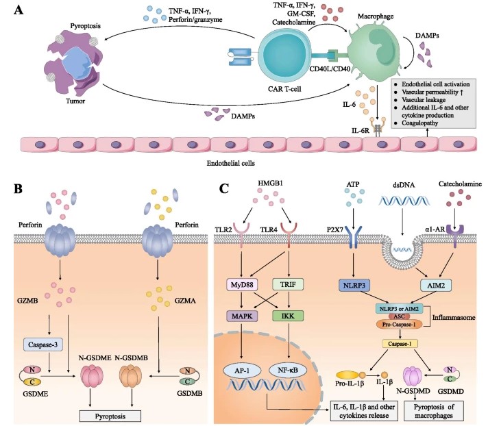 Fig.1 CRS toxicity. (OA Literature)