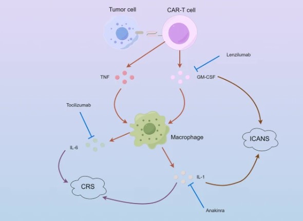 Fig.1 CRS and ICANS. (OA Literature)