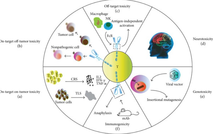 Fig.1 CAR-T therapy toxicities. (OA Literature)