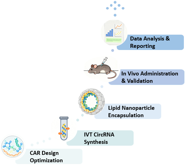 Workflow of In Vivo Circular RNA-based CAR-T Cell Engineering. (Creative Biolabs Original)