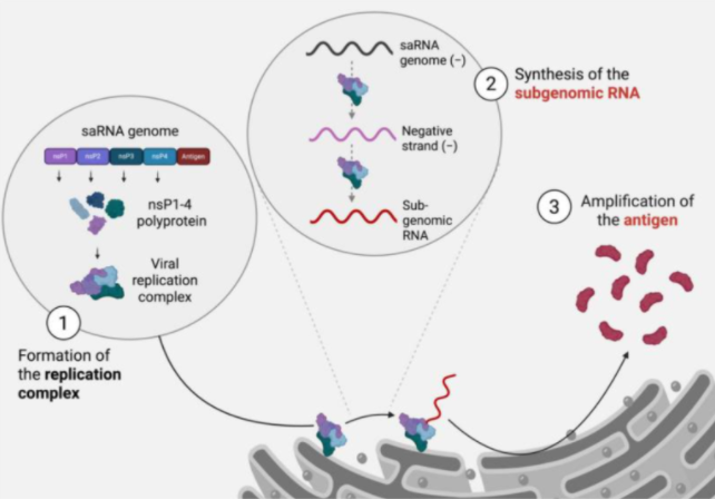 Fig.1 intracellular amplification of saRNA. (OA Literature)