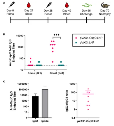 Fig.1 Immune response to DNA-LNP vaccines in mice. (OA Literature)