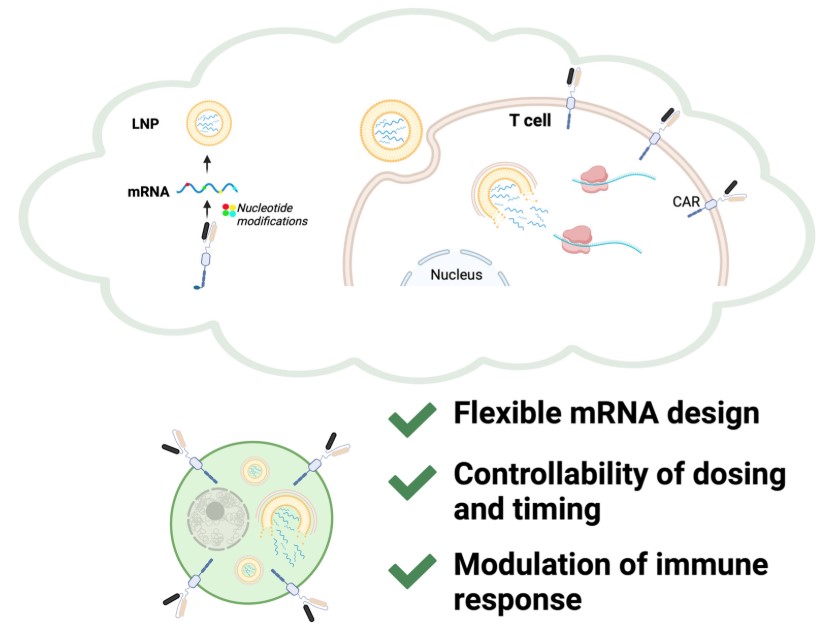 Fig.1 Core strengths of the mRNA-LNP platform for CAR-T cell engineering. (OA Literature)