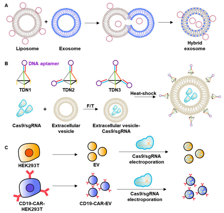 Fig.1 Delivery of genome-editing elements via extracellular vesicles. (OA Literature)