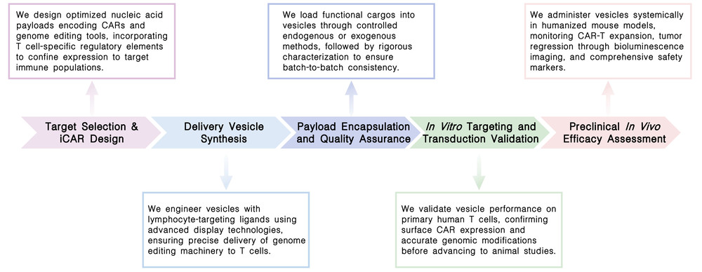 Workflow of in vivo CAR-T development service with genome editing delivery vesicle technology at Creative Biolabs. (Creative Biolabs Original)