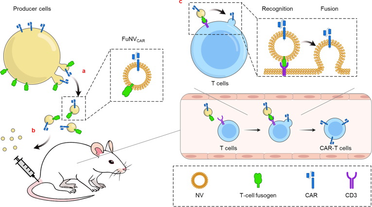 Fig.1 A simplified approach to CAR-T manufacturing: in vivo programming of T cells by fusogenic nanovesicle infusion. (OA Literature)