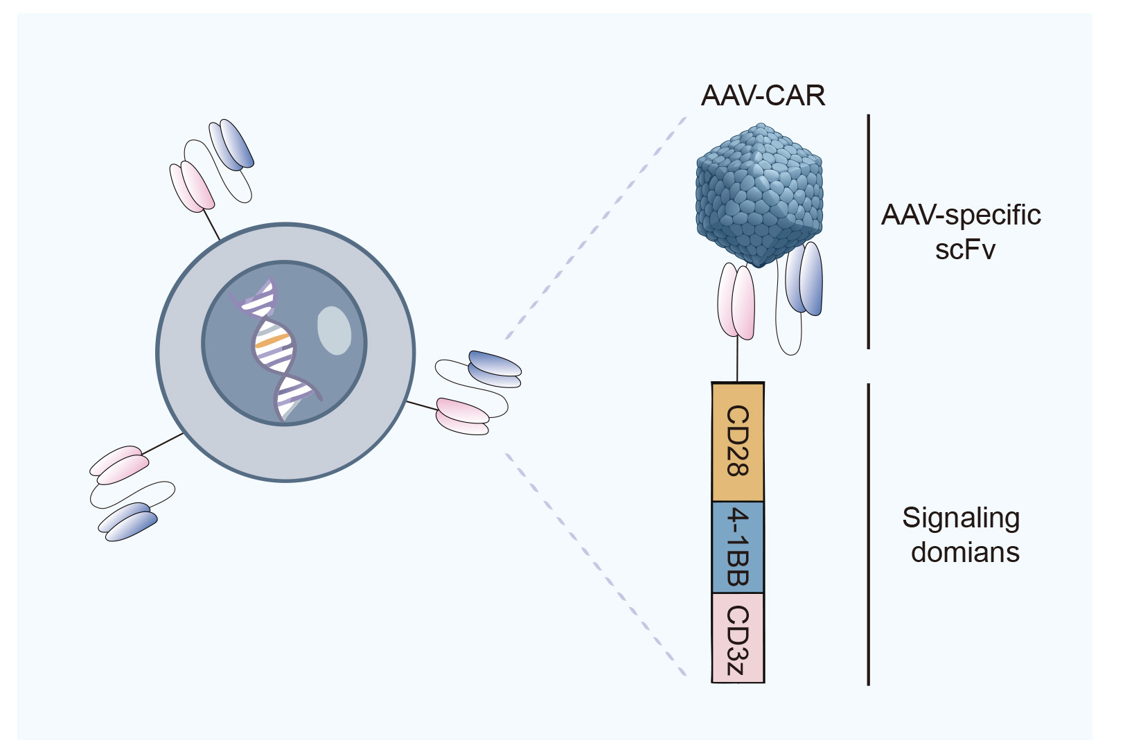 Fig.1 Establishment of a manufacturing process for AAV-targeting CAR Tregs. (Creative Biolabs Original)