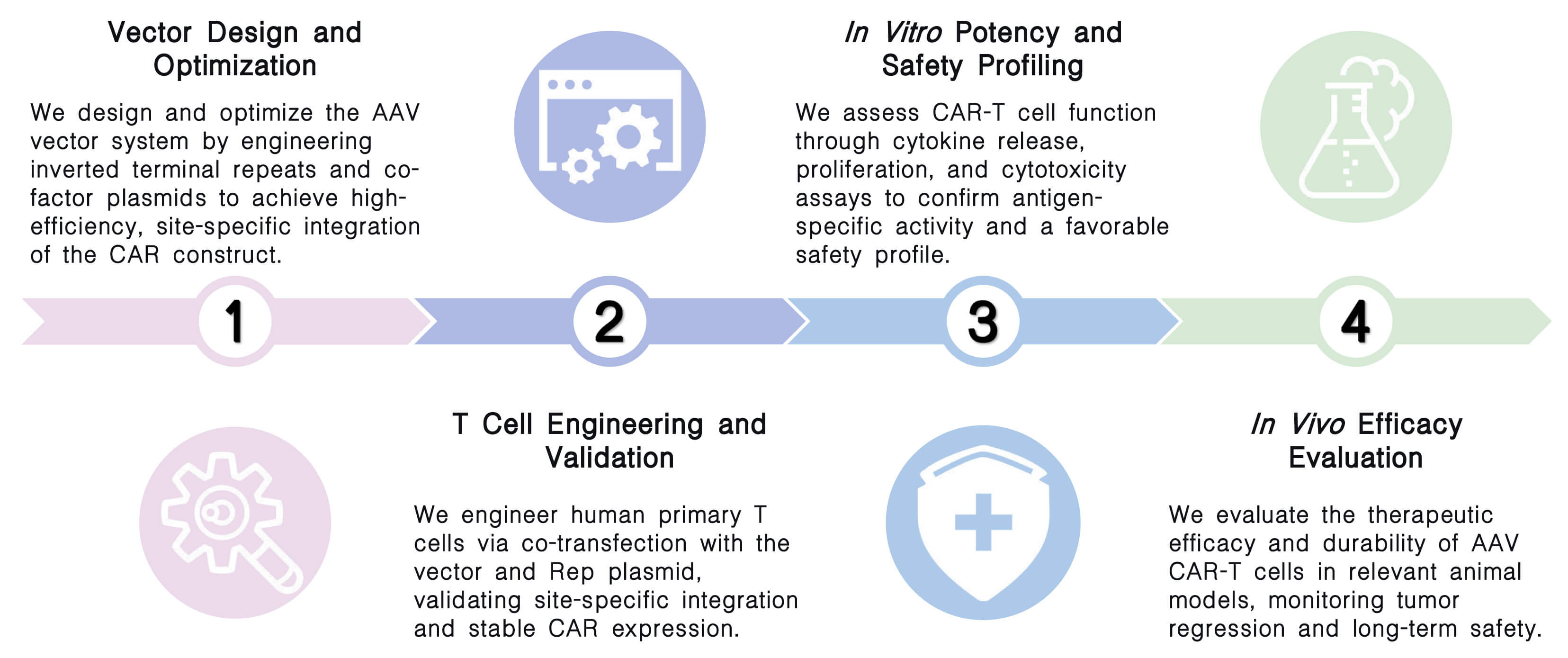 Workflow of in vivo CAR-T development with AAV vector technology at Creative Biolabs. (Creative Biolabs Original)