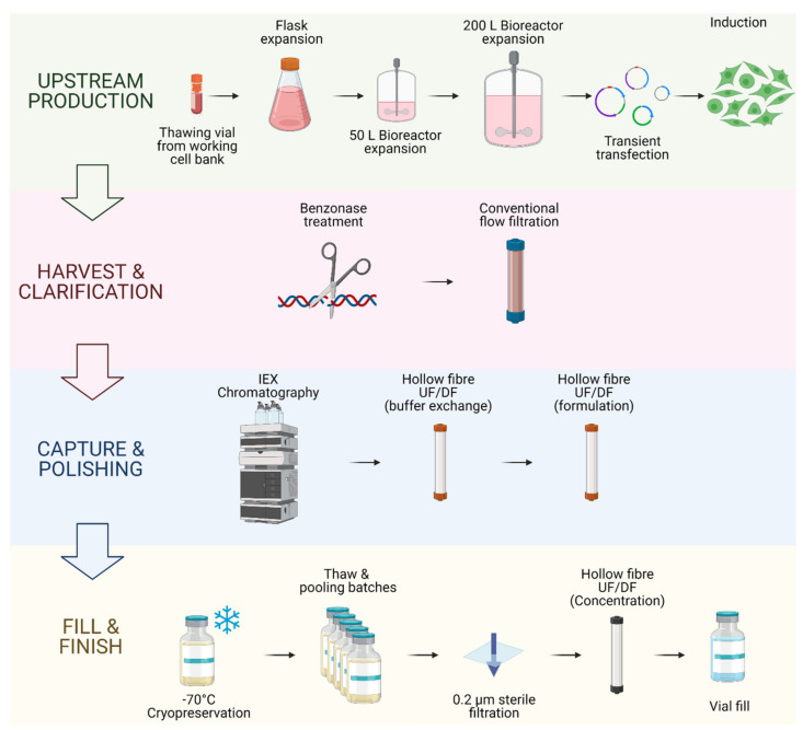 Fig.1 Integrated upstream and downstream processing for lentiviral vectors. (OA Literature)