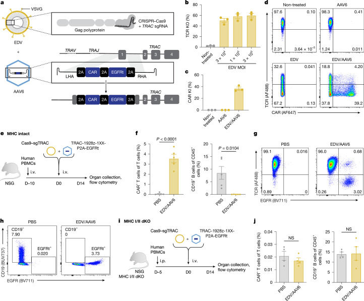 Fig.1 Precision in vivo engineering of CAR-T cells via combined EDV and AAV vectors. (OA Literature)