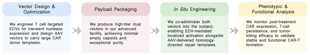Workflow of in vivo site-specific CAR-T engineering via EDV/AAV dual-vector systems at Creative Biolabs. (Creative Biolabs Original)