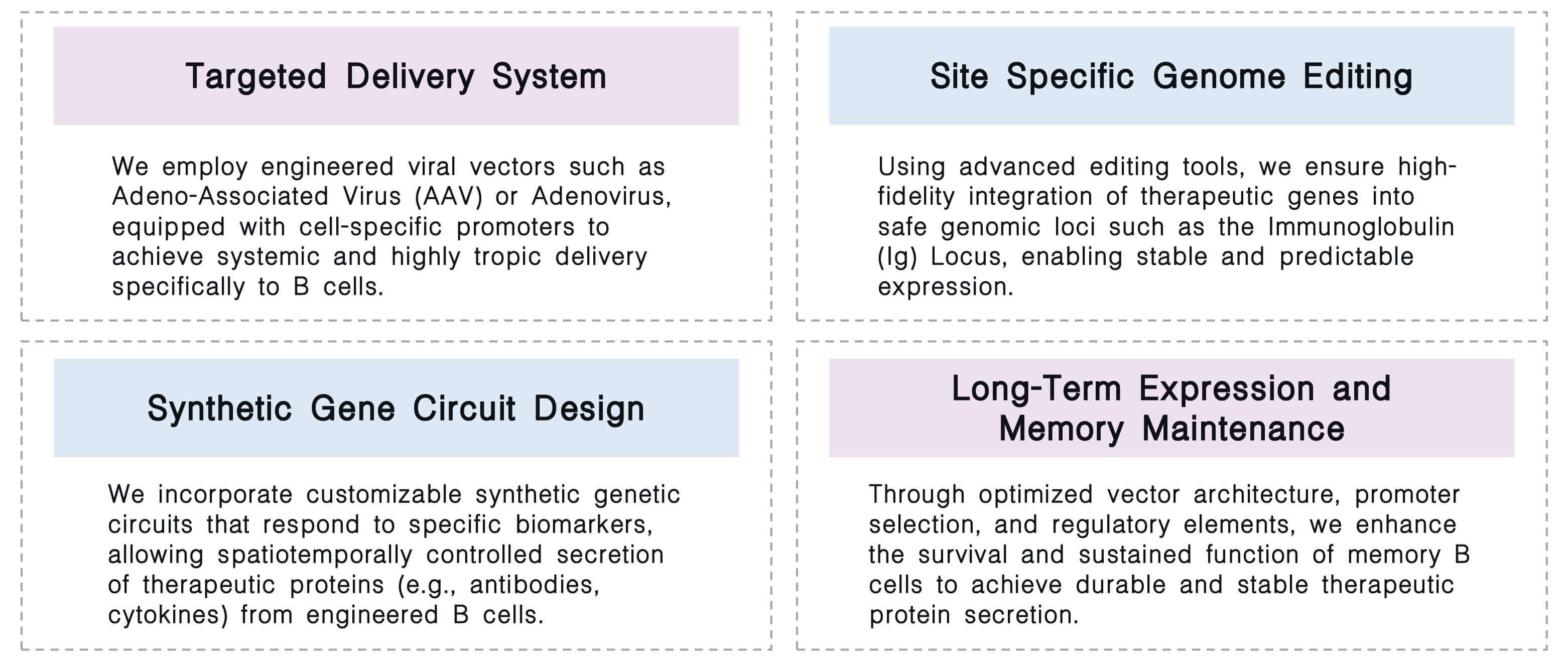 Featured services of CellRapeutics™ in vivo B cell engineering service at Creative Biolabs. (Creative Biolabs Original)