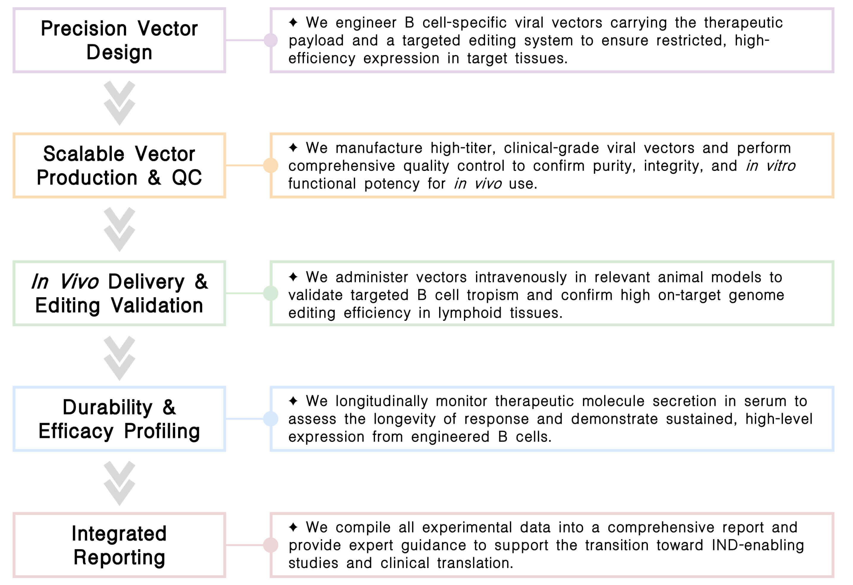 Workflow of CellRapeutics™ in vivo B cell engineering service at Creative Biolabs. (Creative Biolabs Original)