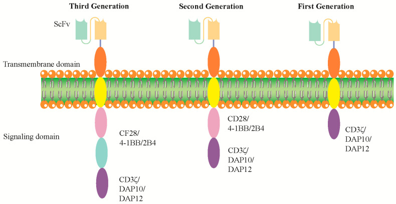 Fig.1 Precision CAR constructs: paving the way for effective CAR-NK therapies. (OA Literature)