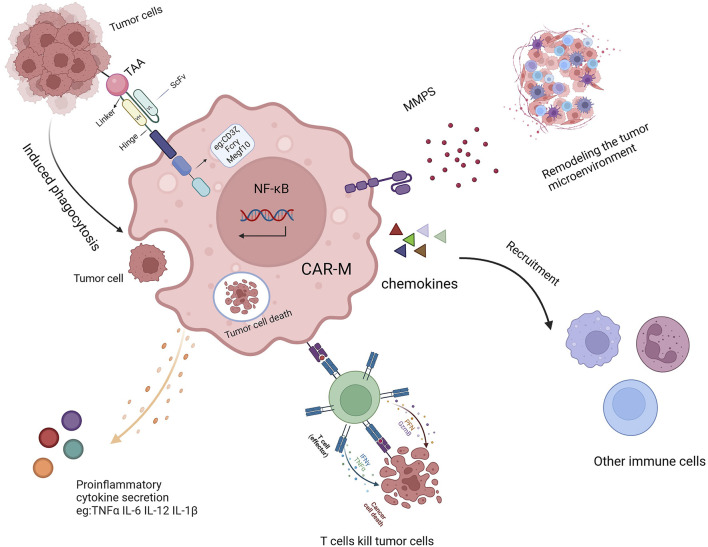 Fig.1 The tumor killing mechanisms of CAR-MA. (OA Literature)