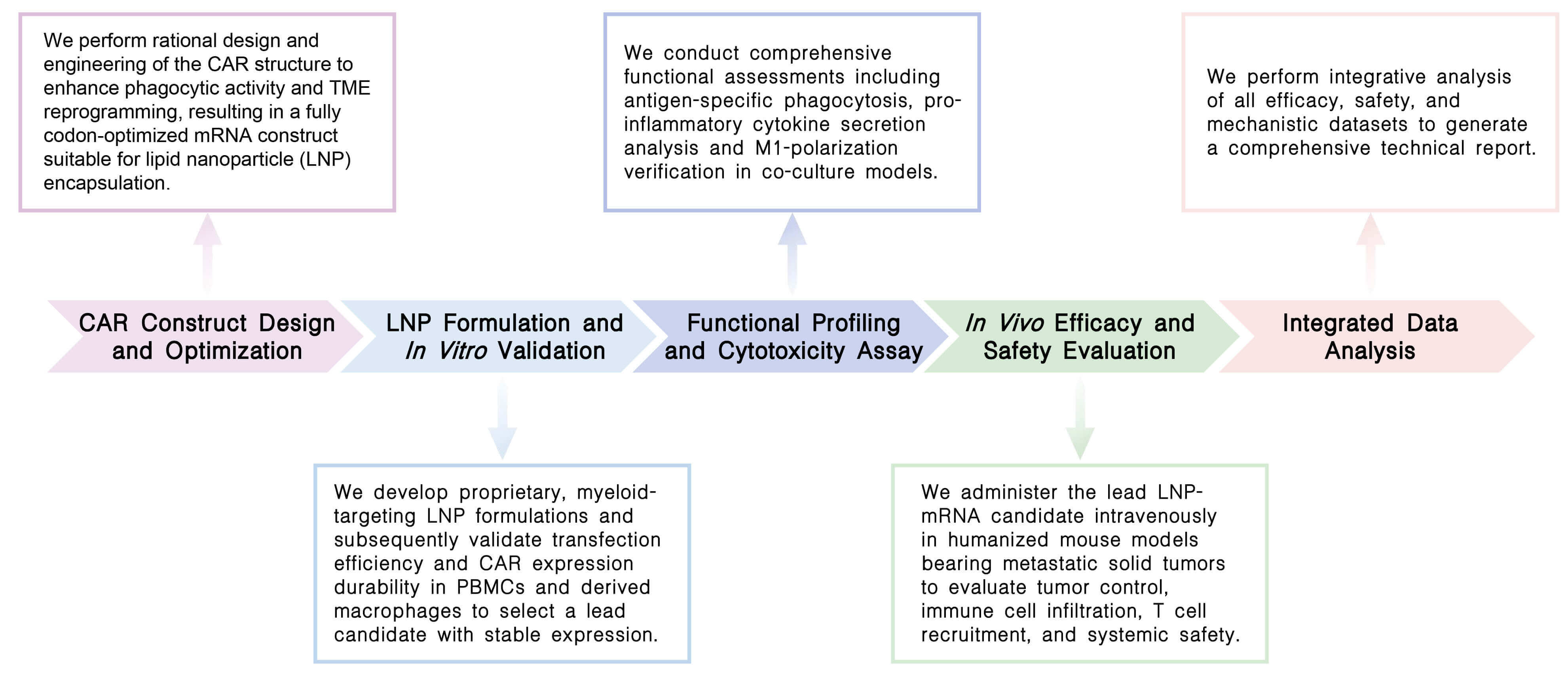 Workflow of CellRapeutics™ In Vivo CAR-M cell engineering service at Creative Biolabs. (Creative Biolabs Original)
