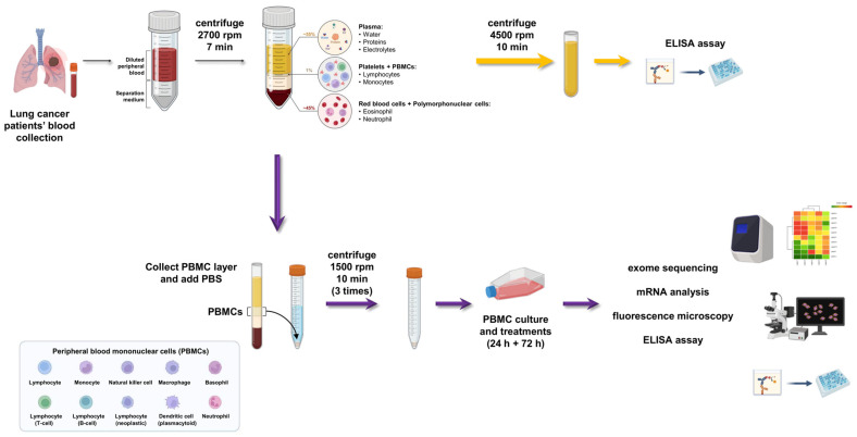 Fig.1 Stepwise Schematic of PBMC Isolation Protocol. (OA Literature)