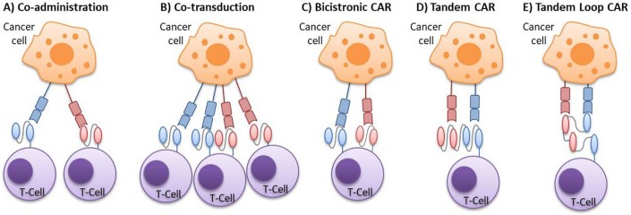 Fig.1 Schematic representation of dual-targeted CAR-T cell configurations. (OA Literature)