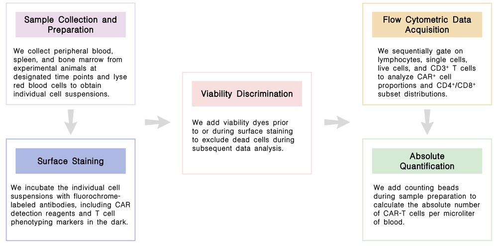 Workflow of real-time monitoring of in vivo CAR-T transduction success via advanced flow cytometry at Creative Biolabs. (Creative Biolabs Original)
